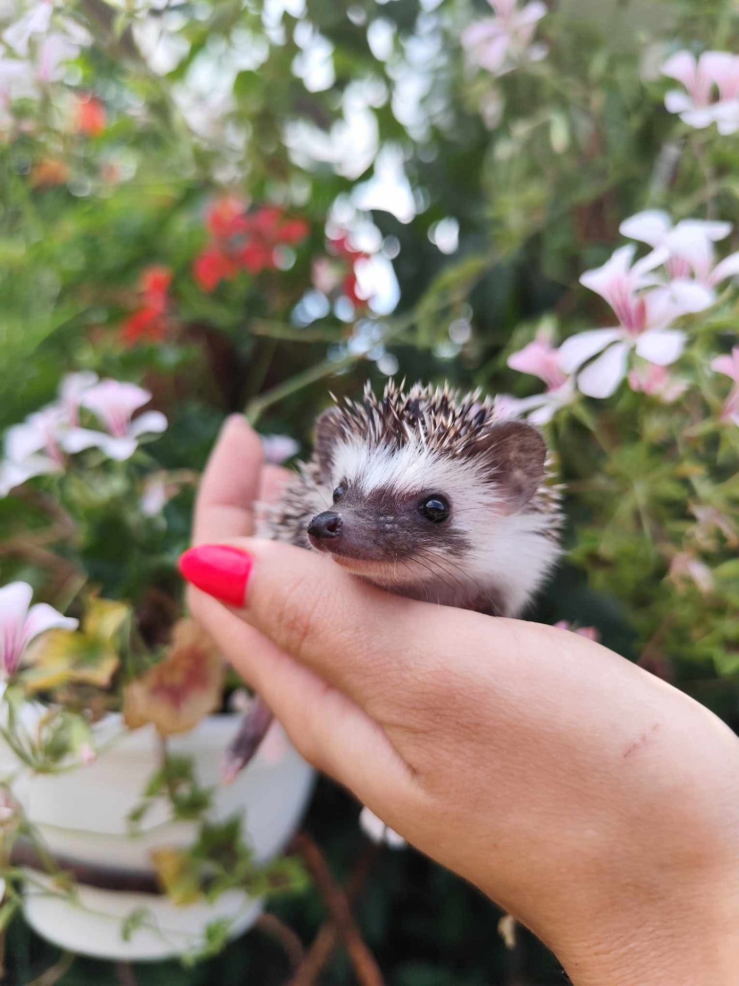 samička ANG Ofélia