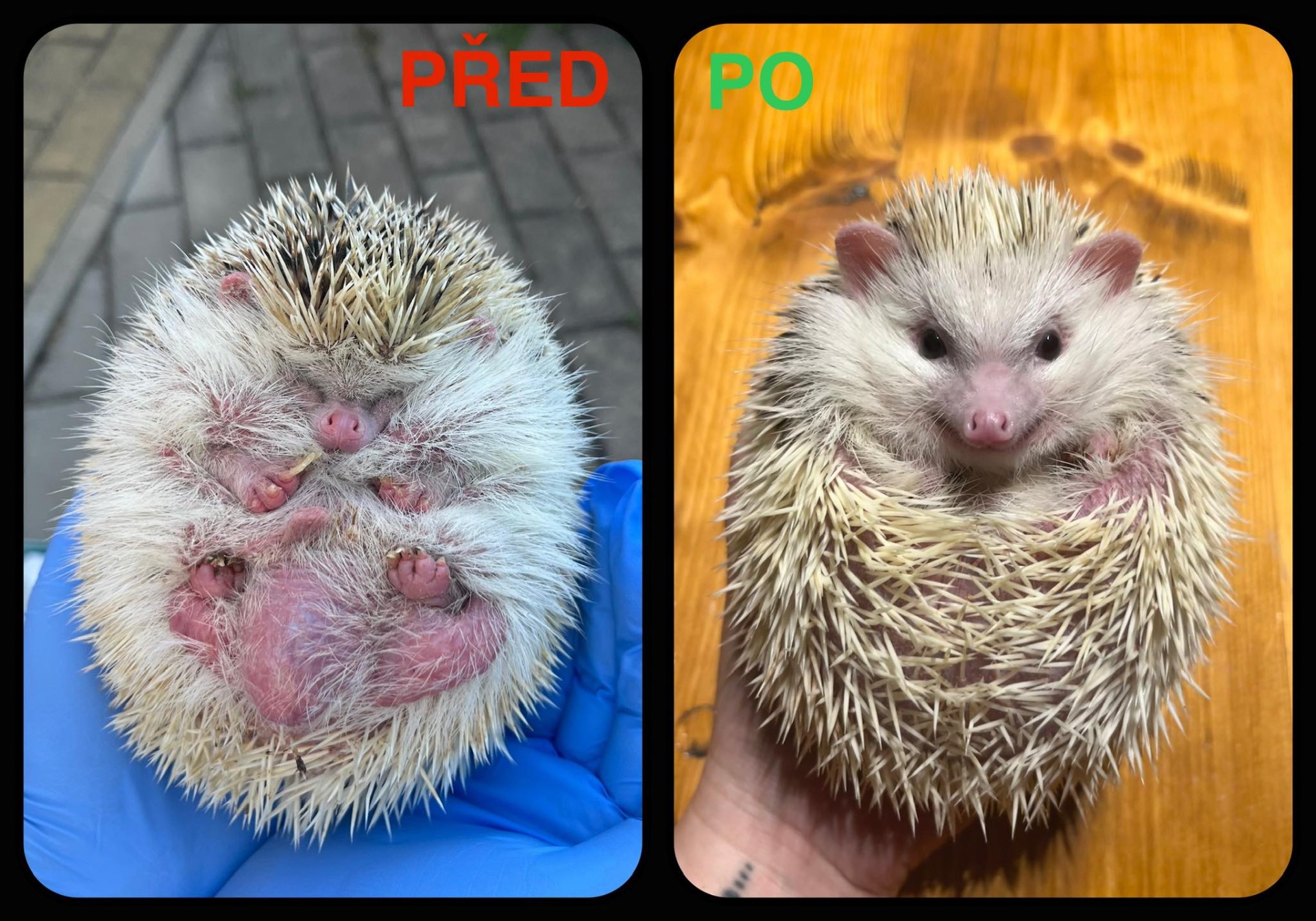 Cukřík se znovu narodil. Ze zanedbaného, nemocemi prošpikovaného ježečka se stal nádherný ježeček s handicapem - neslyší, ale radost do života mu to nevzalo ♥