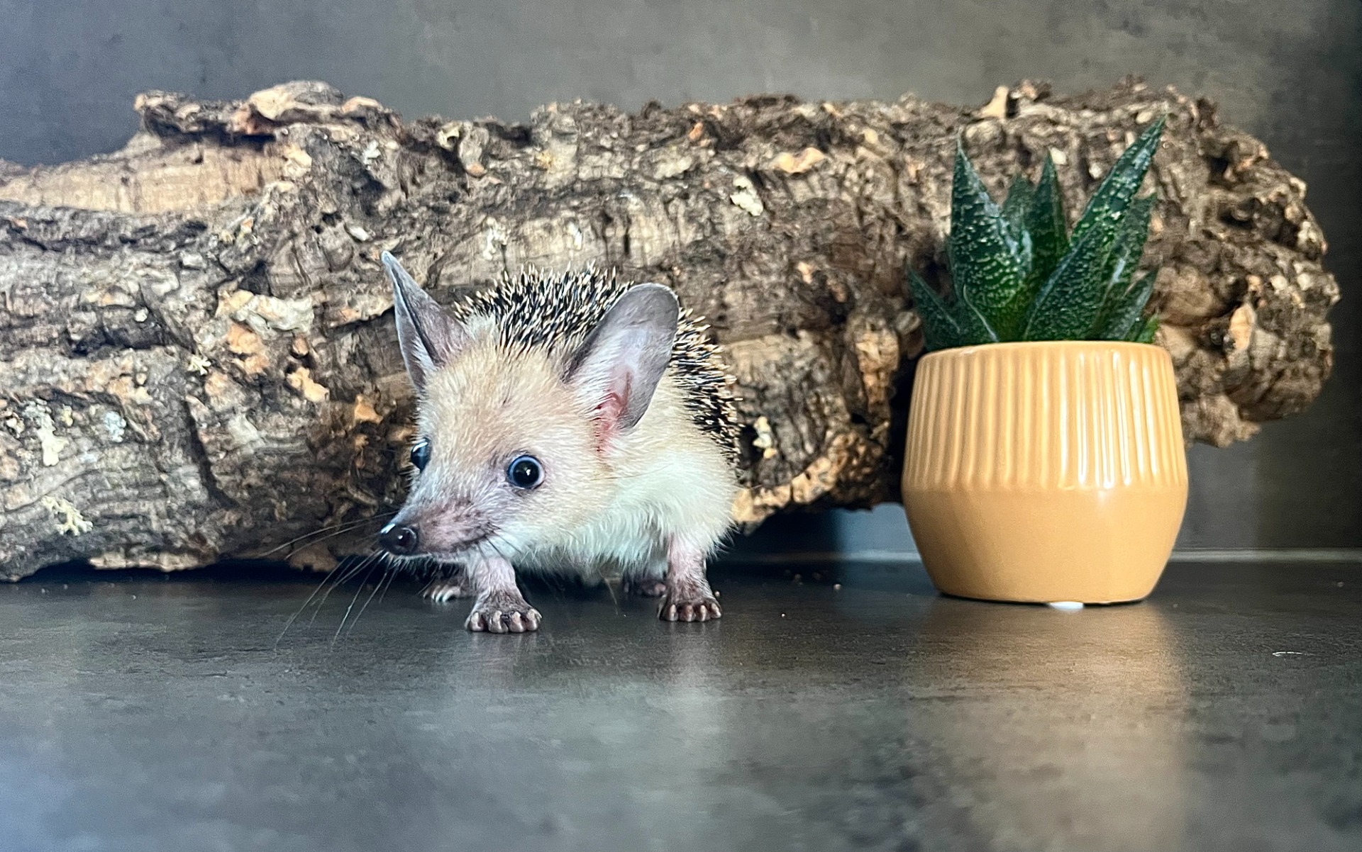 ježek ušatý Abayomi - náš rodinný mazlík