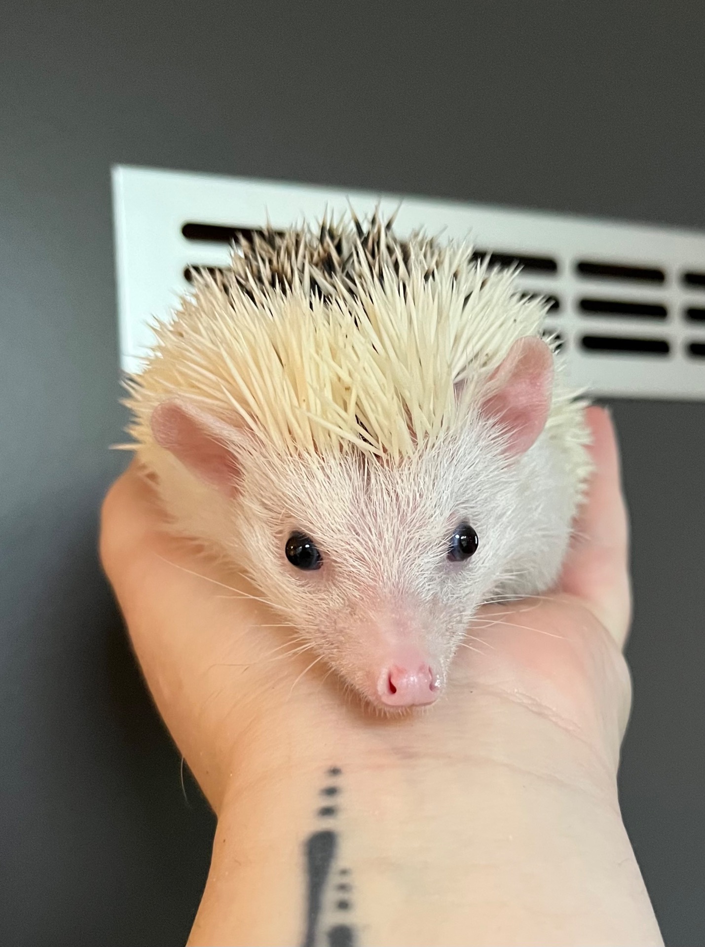 sameček JKV Finnigan