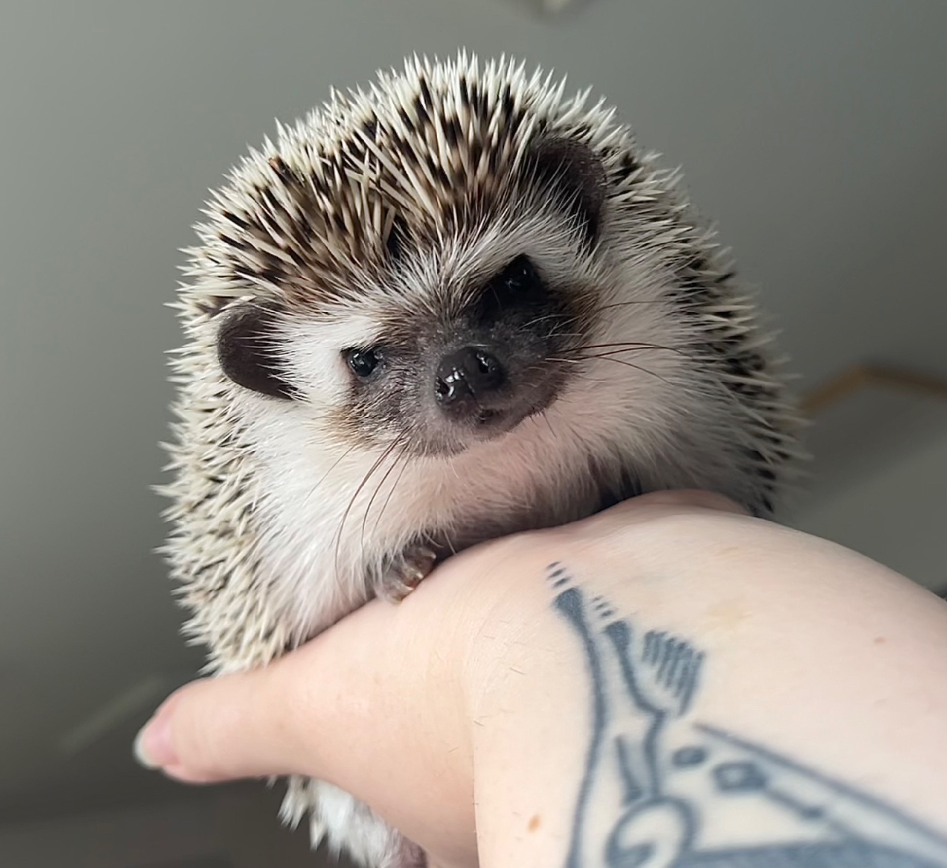 samička PYL Madelaine