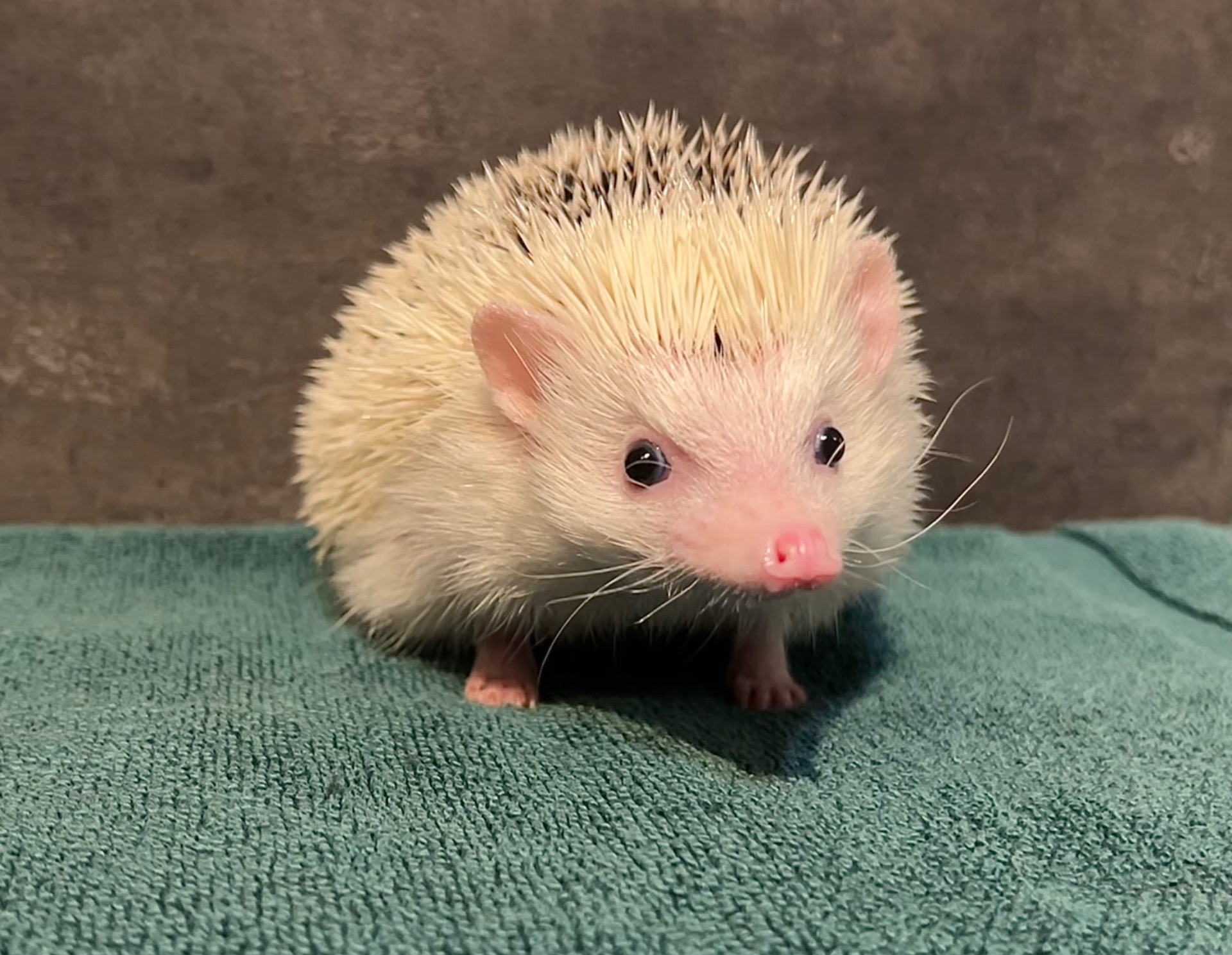 sameček JKV Finnigan