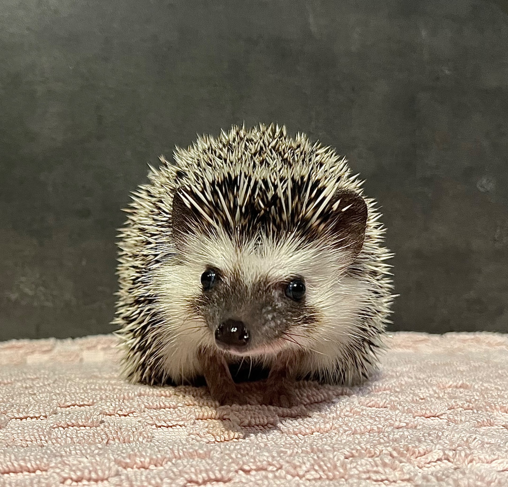 samička ANG Ofélia